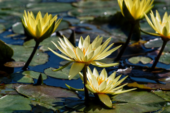 Картинка цветы лилии водяные нимфеи кувшинки желтый