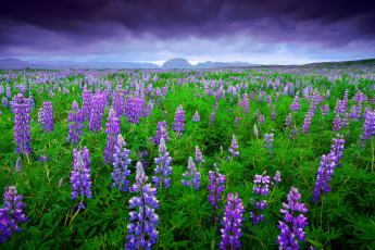обоя цветы, люпин, небо, исландия, горы, поле, тучи, лето