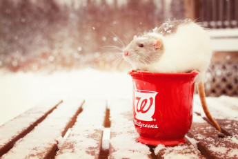 Картинка животные крысы мыши ступка грызун крыса снег