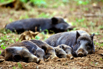 Картинка животные свиньи кабаны отдых семейство