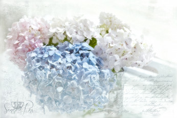 Картинка цветы гортензия винтаж текстура