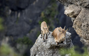 Картинка животные козы скалы
