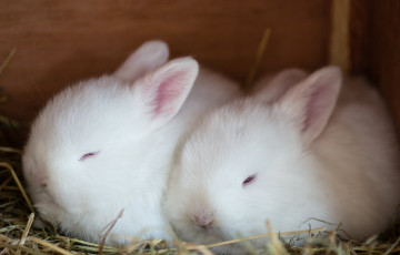 Картинка животные кролики зайцы пушистики