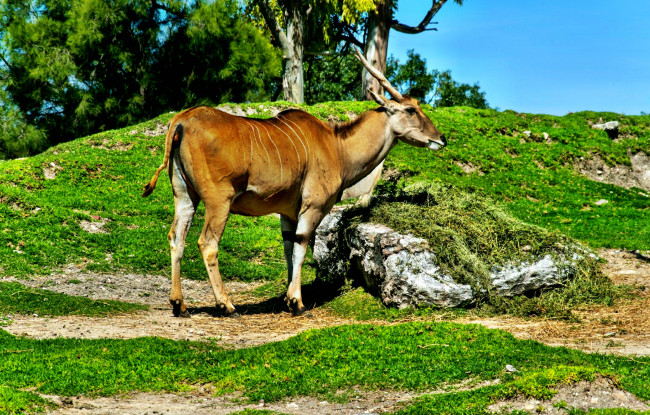 Обои картинки фото животные, антилопы, антилопа, деревья, пригорок, трава