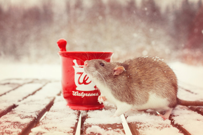 Обои картинки фото животные, крысы, мыши, крыса, грызун, ступка, снег