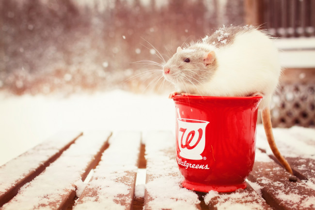 Обои картинки фото животные, крысы, мыши, ступка, грызун, крыса, снег