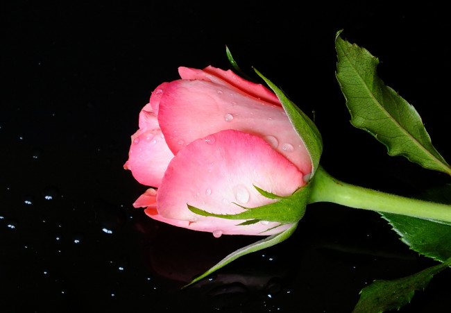 Обои картинки фото цветы, розы, бутон, капли