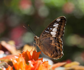Картинка животные бабочки усики крылья бабочка макро bob decker цветы насекомое