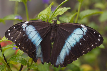 Картинка животные бабочки усики фон бабочка макро крылья листья насекомое bob decker