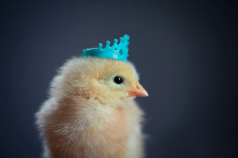 Картинка животные куры +петухи цыплёнок корона фон