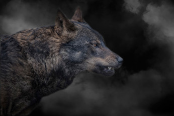 Картинка животные волки +койоты +шакалы волк оскал дым тёмный фон злость