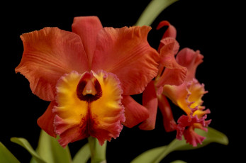 Картинка цветы орхидеи красный макро