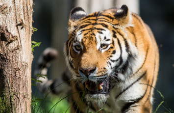 Картинка животные тигры морда хищник дерево свет солнце клыки кошка