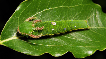 Картинка животные гусеницы itchydogimages гусеница лист макро