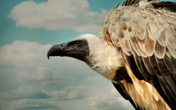 Картинка животные птицы+-+хищники облака птица гриф клюв