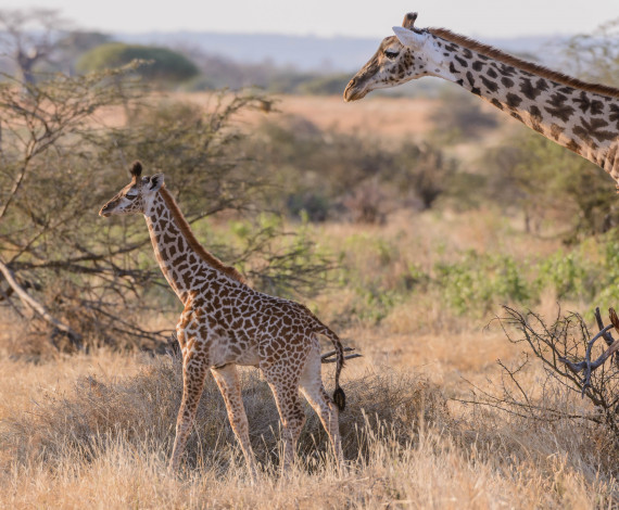 Обои картинки фото животные, жирафы, профиль, шея, саванна, малыш, африка, пара, детеныш
