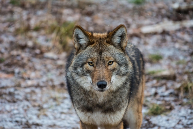 Обои картинки фото животные, волки,  койоты,  шакалы, взгляд, американский, волк, coyote