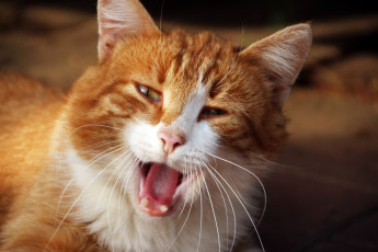 Картинка животные коты рыжий кот пасть зевок