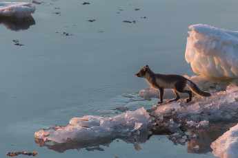 Картинка животные песцы вода море песец арктика лёд