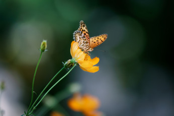 Картинка животные бабочки +мотыльки +моли фон цветы бабочка