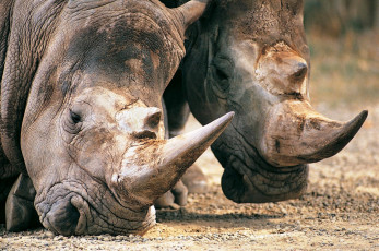Картинка животные носороги рога головы