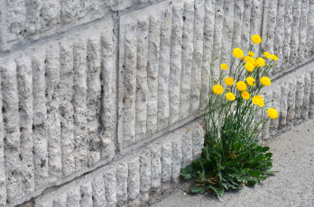 Картинка цветы луговые+ полевые +цветы жёлтые куст стена