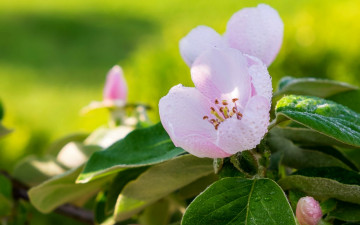 Картинка цветы айва весна роса розовый макро