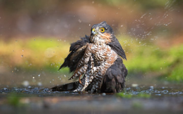 Картинка животные птицы+-+хищники вода eurasian sparrowhawk птица
