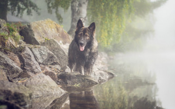 Картинка животные собаки туман взгляд собака озеро друг
