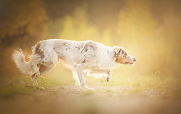 Картинка животные собаки туман собака друг