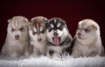 Картинка животные собаки квартет щенки малыши хаски