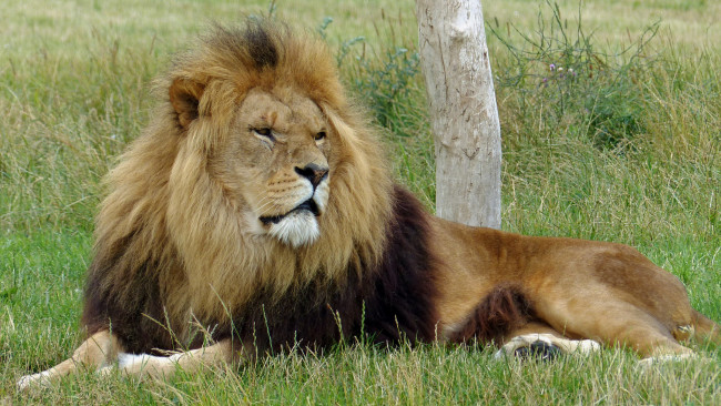 Обои картинки фото животные, львы, лев