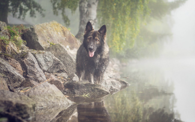 Обои картинки фото животные, собаки, туман, взгляд, собака, озеро, друг