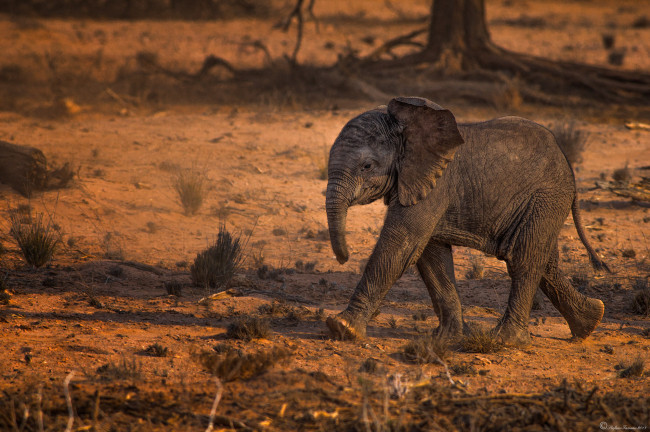 Обои картинки фото животные, слоны, шагает, слонёнок, африка