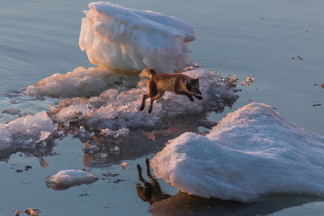 Обои картинки фото животные, песцы, прыжок, песец, льдина, арктика