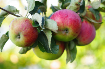 Картинка природа плоды яблоня ветка яблоки