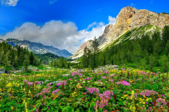 Картинка природа горы лес долина скалы небо облака домик деревья камни цветы