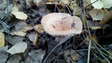 Картинка волнушка природа грибы съедобный гриб