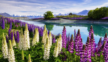 Картинка природа реки озера цветы луга река горы