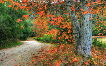 Картинка природа дороги листья лес осень ветки деревья дорога сша