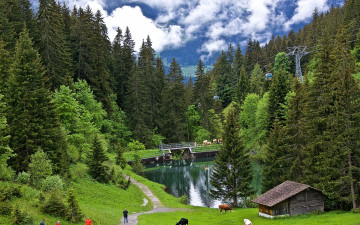 Картинка природа лес коровы долина трава тропинка гриндельвальд водоём деревья подъёмник grindelwald облака высота зелень склон горы швейцария