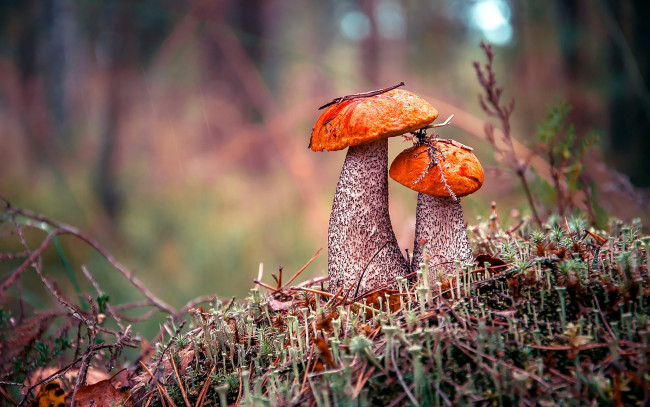 Обои картинки фото природа, грибы, подосиновик, лес, осень