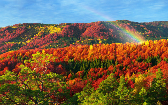 Обои картинки фото природа, радуга, лес
