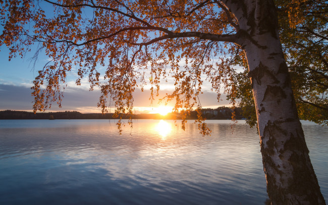 Обои картинки фото природа, восходы, закаты, lake, saimaa, southern, savonia, дерево, озеро, финляндия, берёза, ветки, сайма, южное, саво, finland, осень, закат