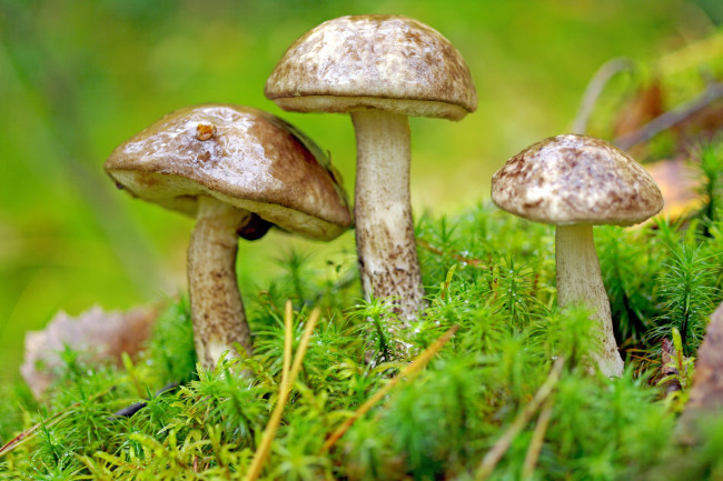 Обои картинки фото природа, грибы, трио, мох, подберезовик