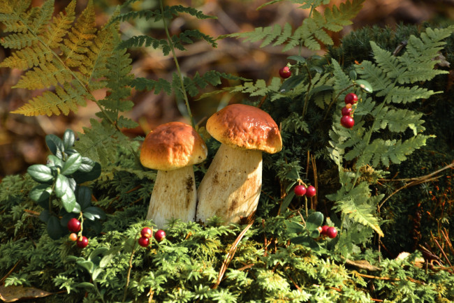 Обои картинки фото природа, грибы, папоротник, боровики, брусника