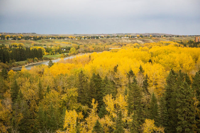 Обои картинки фото природа, лес, река, канада, calgary, желтые, осень, деревья, домики, поля