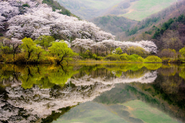 Обои картинки фото природа, реки, озера, весна, цветение, лес, вода, озеро, корея, деревья, горы, отражение