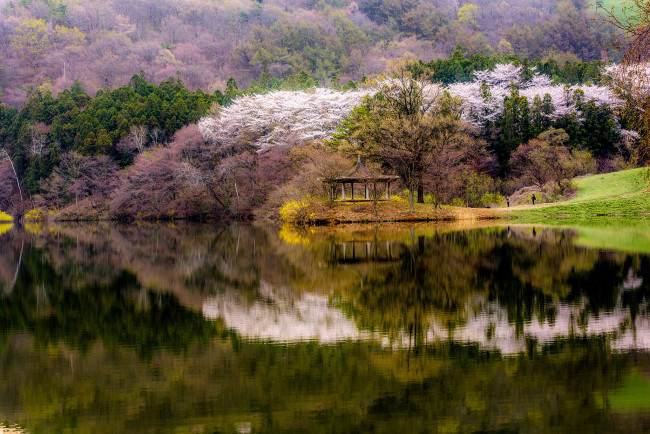 Обои картинки фото природа, реки, озера, весна, лес, вода, беседка, озеро, цветение, берег, деревья, отражение, горы, южная, корея