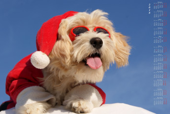 Картинка календари животные шапка очки собака